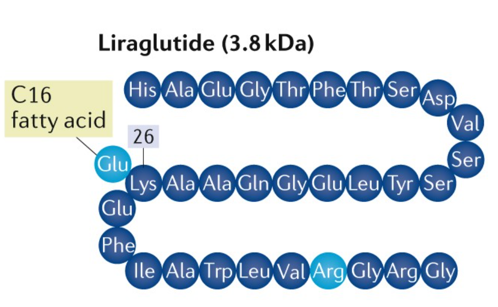Liraglutida: un agonista del receptor GLP-1 que mejora el metabolismo